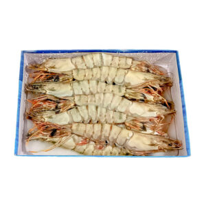 CAMARÃO 8/12 REI GAMBA