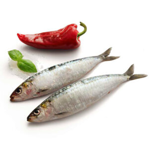 SARDINHA  PORT. CONG. E/I PL