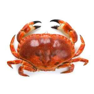 SAPATEIRA 800+ VC CONG