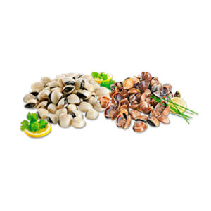 Ameijoa vietnamita branca e castanha