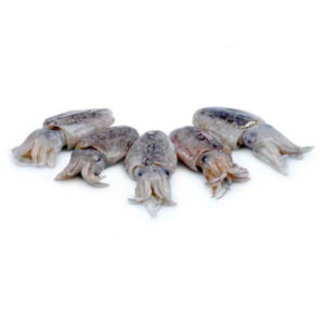 CHOCO INT  200/300 BL.CONG.